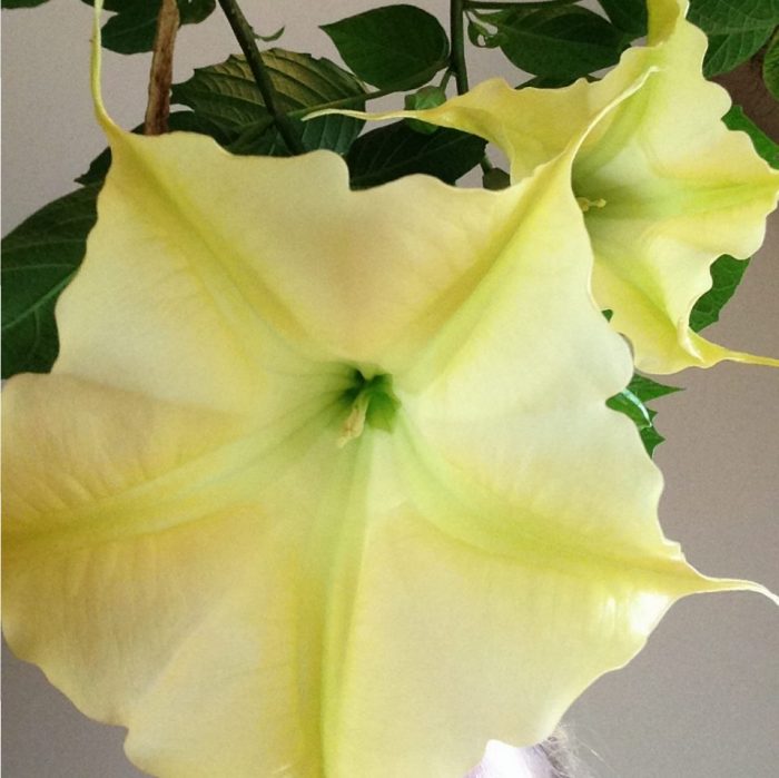 Angel’s Trumpet (Brugmansia)