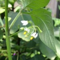 Black Nightshade flowers