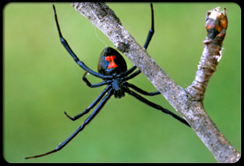 Black Widow Spider Medicine | Bloom Post