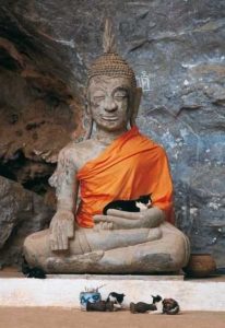 Buddha-Cats-4