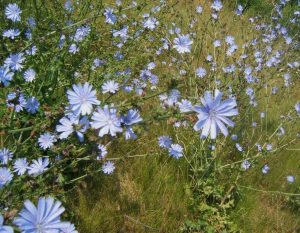 Chicory