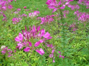 Cleome