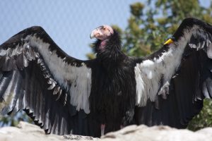 California Condor