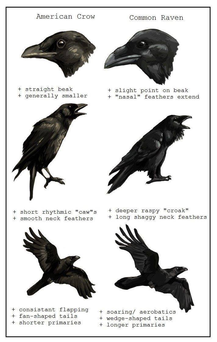 Crow meme