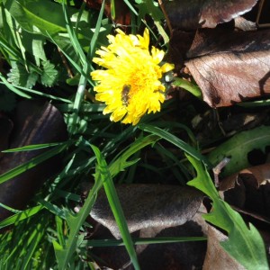 Dandelion3