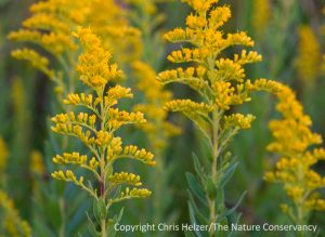 Canada goldenrod. Deep Well Prairie Restoration - Nebraska Game and Parks Commission Site. Nebraska.