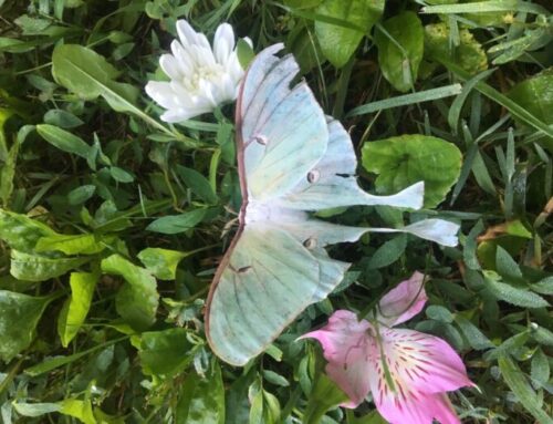 Luna Moth Medicine