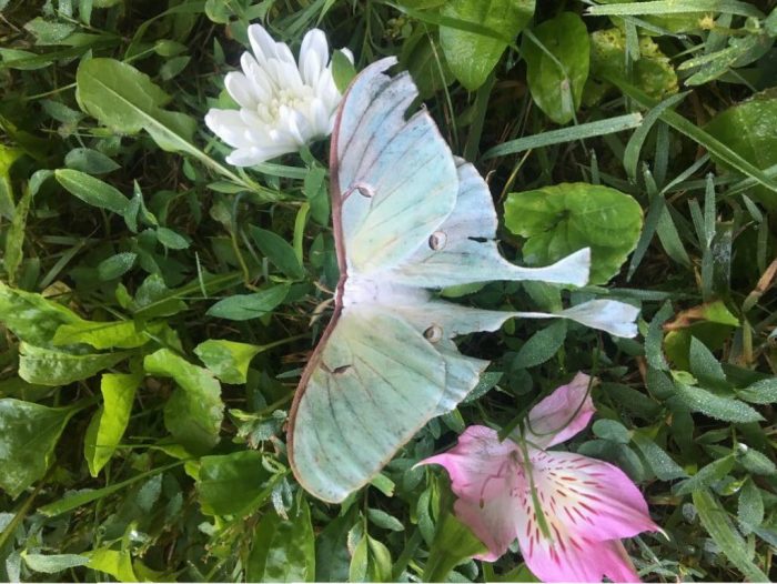 Luna Moth with Solar Eclipse-infused water