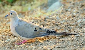 Mourning Dove