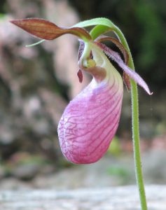 Pink_Lady's_Slipper