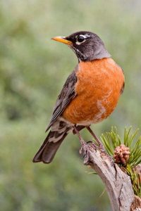 Robin bird