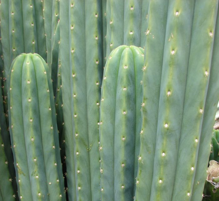 San Pedro Cactus