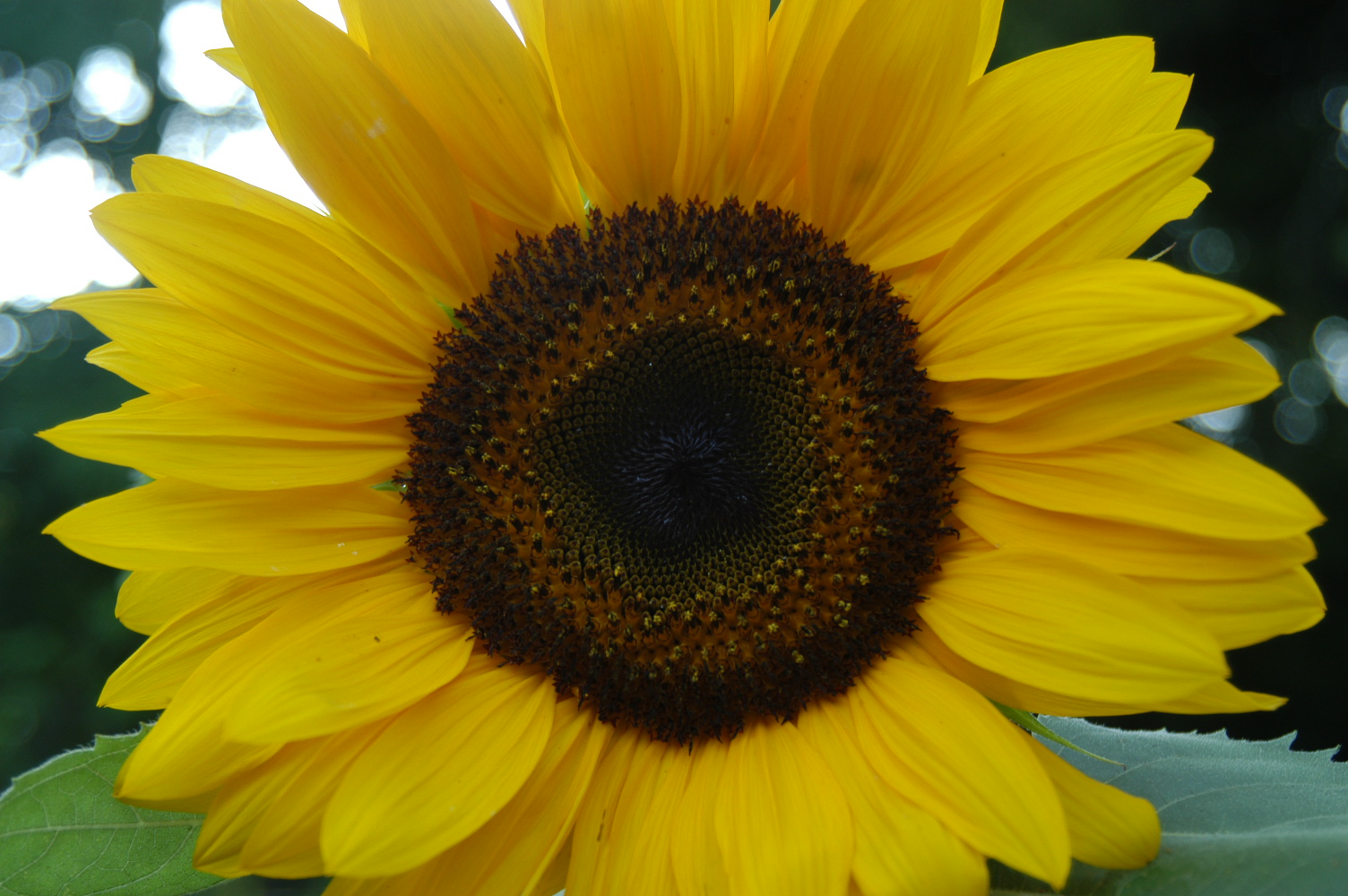 Sunflower