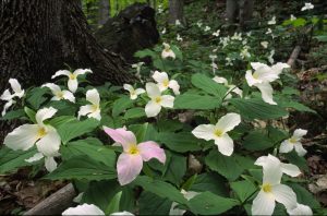 ground level view of forest trilliums in spring bloom.