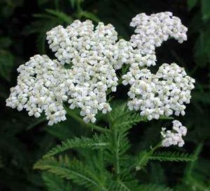 Yarrow