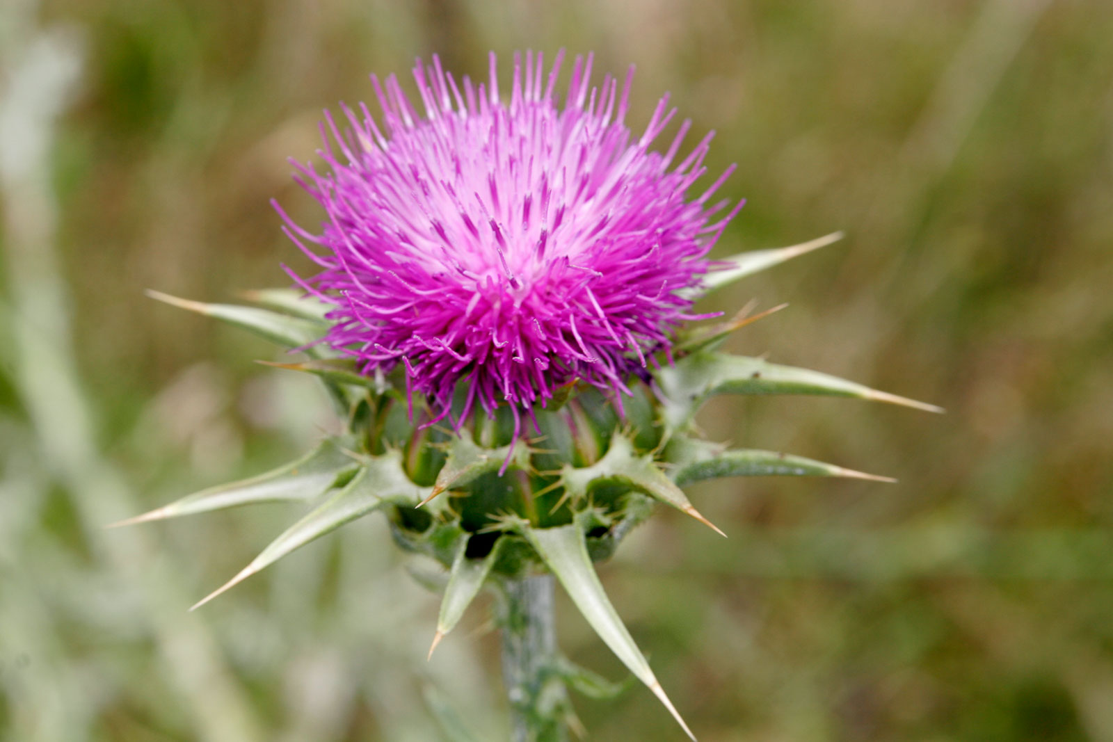 Milk Thistle Spirit Medicine Bloom Post
