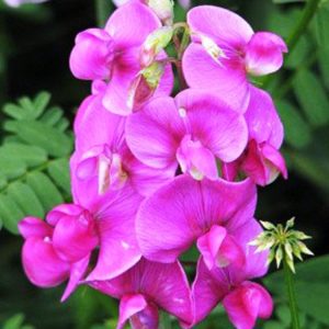 sweet-pea-pink-diana