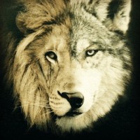 wolf lion